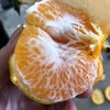 春见 商品缩略图2