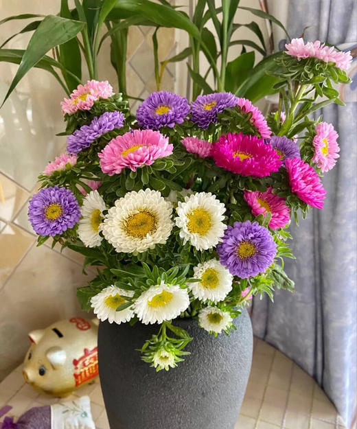 翠菊混批20扎起发