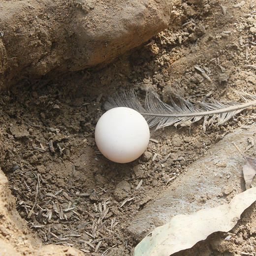 礼盒装 清远鸡 初生蛋 30枚 商品图5