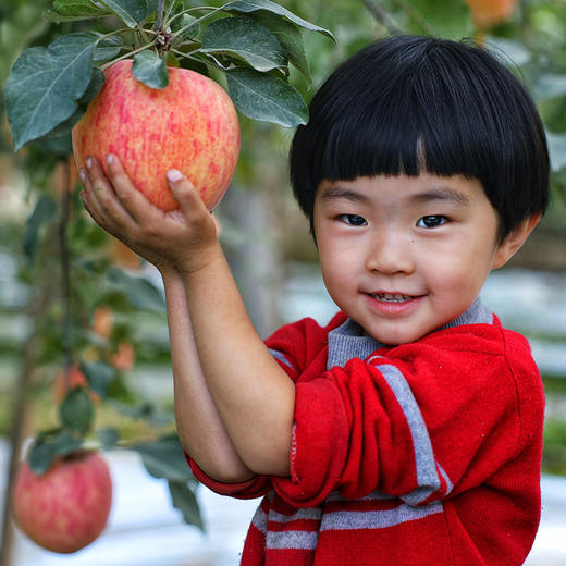 阿克苏冰糖心苹果4.5-9斤 商品图2