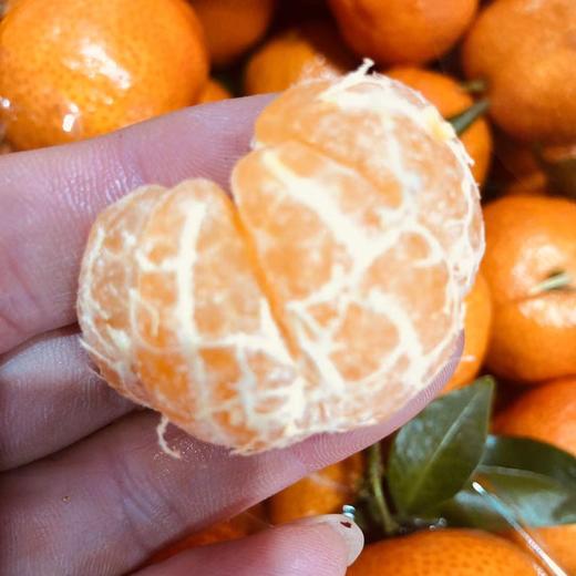 正宗沙糖桔 中果 筐装5斤 商品图2