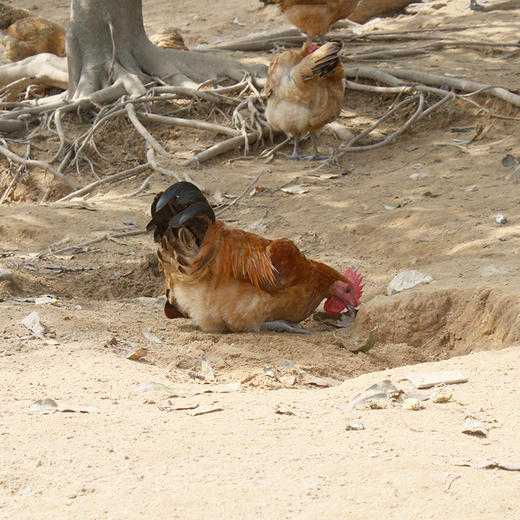 礼盒装 清远鸡 初生蛋 30枚 商品图6