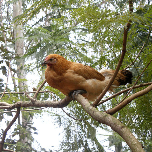 礼盒装 清远鸡 初生蛋 30枚 商品图4