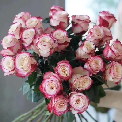 国产玫瑰-多头玫瑰-折射-10枝/扎 商品图0