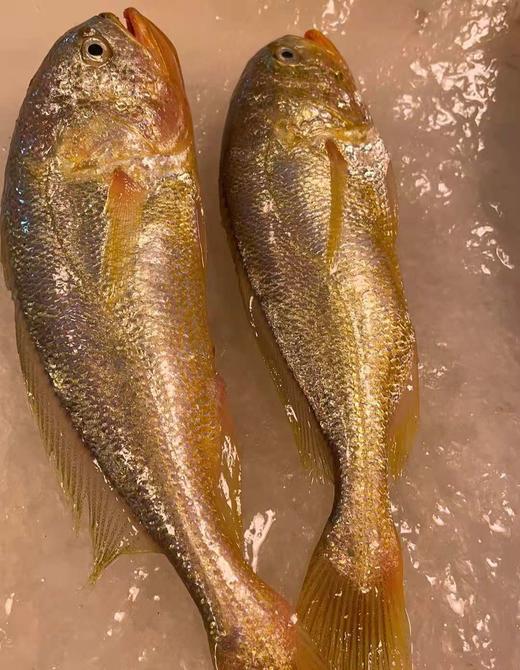 红口鱼 商品图0