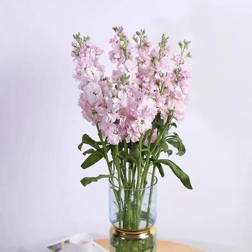 配花-紫罗兰-粉色 商品图0