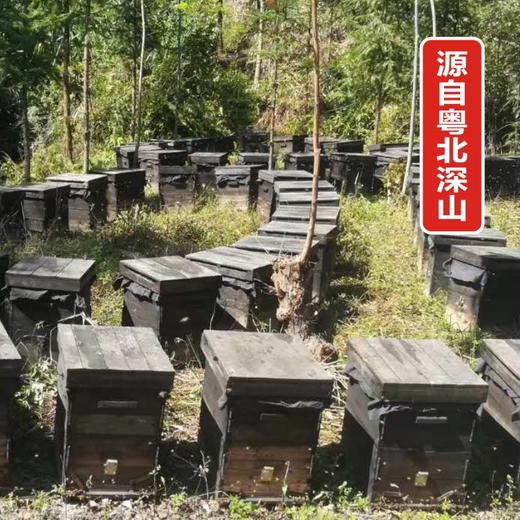 清新龙颈百花蜜蜂蜜1斤装 商品图4