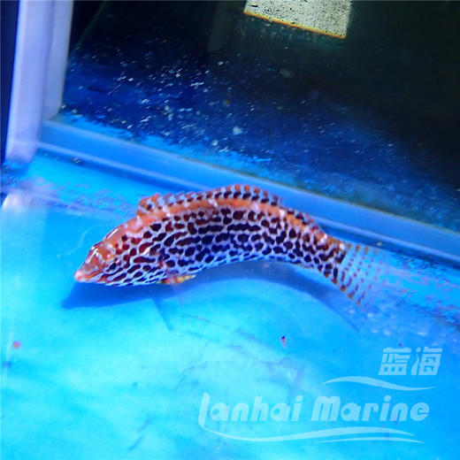 豹纹龙 商品图4