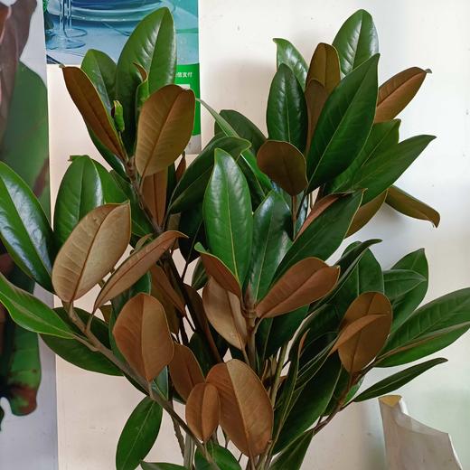 【玉兰叶】约2-3支/扎  分叉多 商品图5