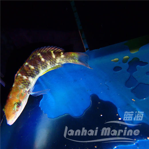 安邦龙 商品图3