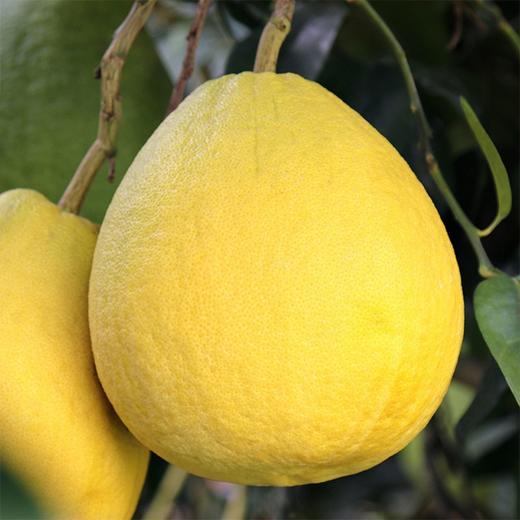 【广西容县沙田柚】约2.5斤/个 纯甜无酸，水分足 商品图4