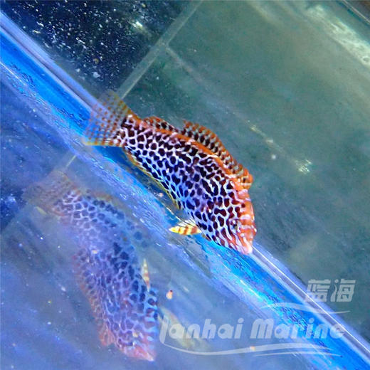 豹纹龙 商品图2