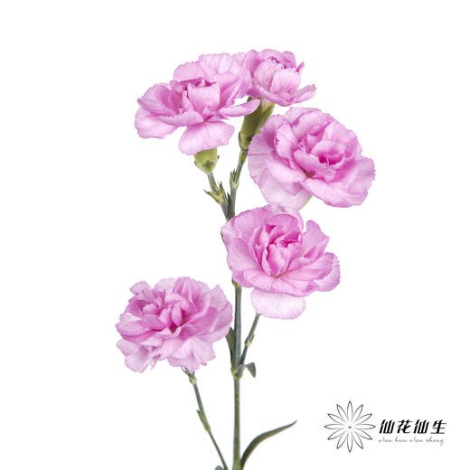 多头康乃馨 | 扬州梦 商品图6