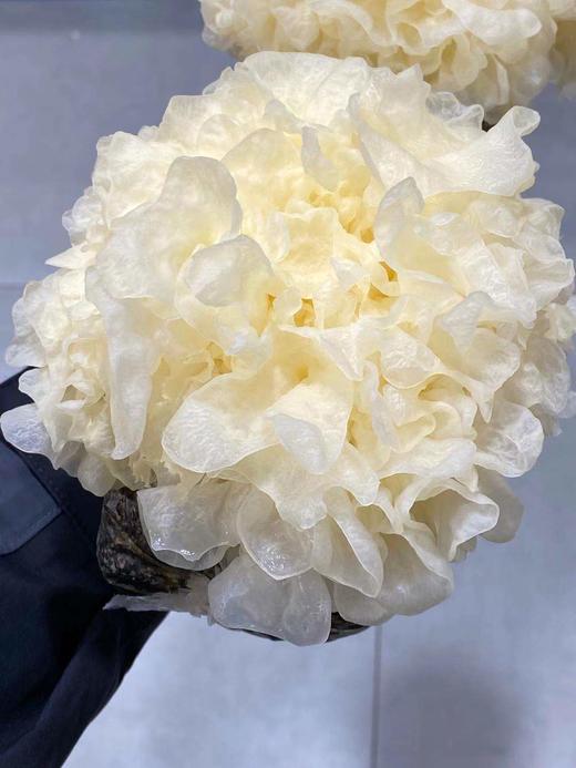 周日取货：【鲜银耳】淡淡清香，叶片肥厚，软糯爽口，汤汁稠密！ 商品图4