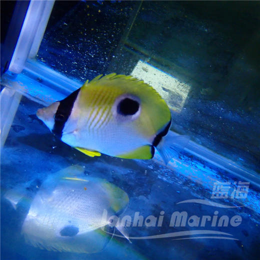 日食蝶 商品图5