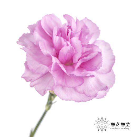 多头康乃馨 | 扬州梦 商品图3