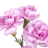 多头康乃馨 | 扬州梦 商品缩略图0