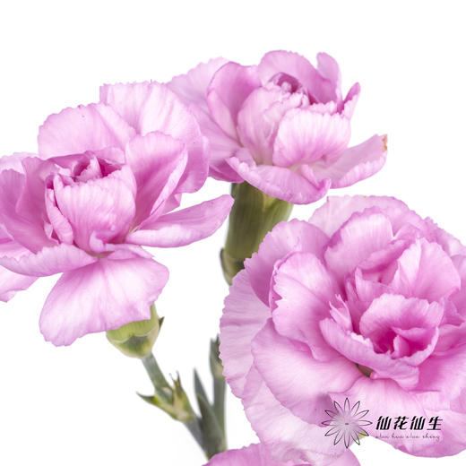 多头康乃馨 | 扬州梦 商品图0