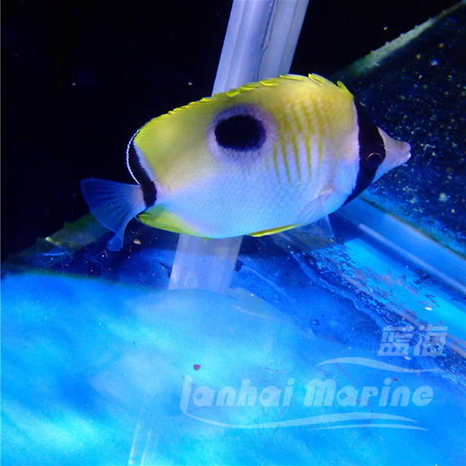 日食蝶 商品图7