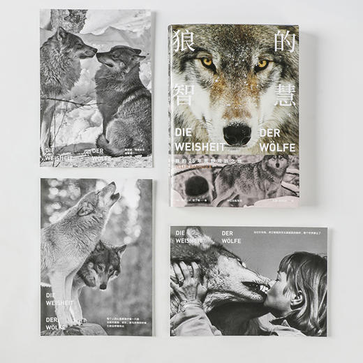 狼的智慧 埃莉H拉丁格著动物智慧 进化论 狼性 适应力 竞争力 领导力 人性 狼的百科 狼的行为 中信出版 商品图4