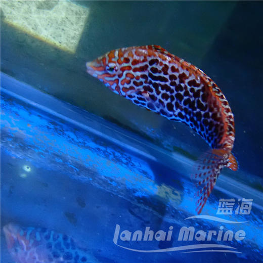 豹纹龙 商品图6