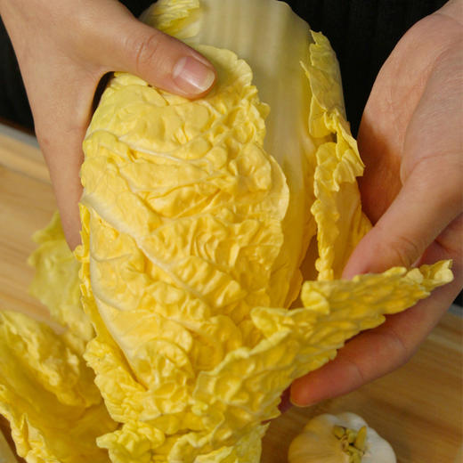 甄选高端食材山东自然农法高山黄金大白菜全程有机山泉水灌溉生吃甘甜