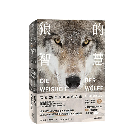 狼的智慧 埃莉H拉丁格著动物智慧 进化论 狼性 适应力 竞争力 领导力 人性 狼的百科 狼的行为 中信出版 商品图1