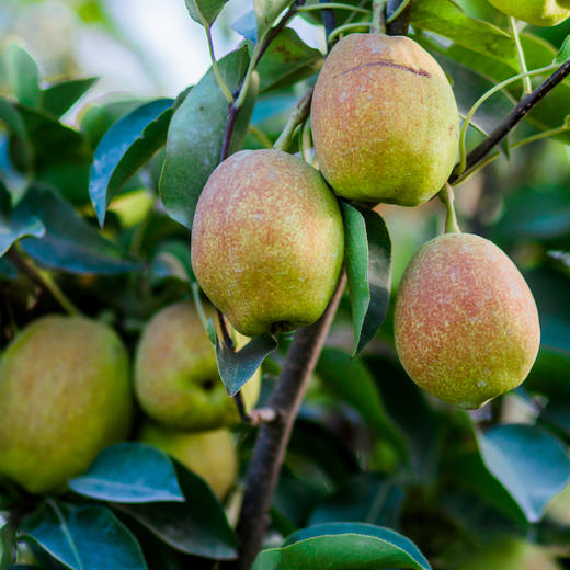 新疆库尔勒香梨5斤/8斤 商品图2