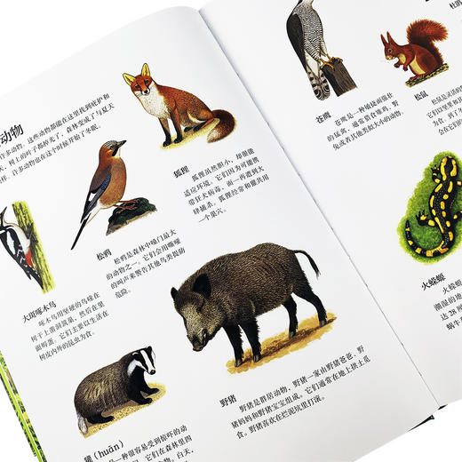 美丽栖息 商品图4