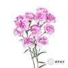 多头康乃馨 | 扬州梦 商品缩略图5