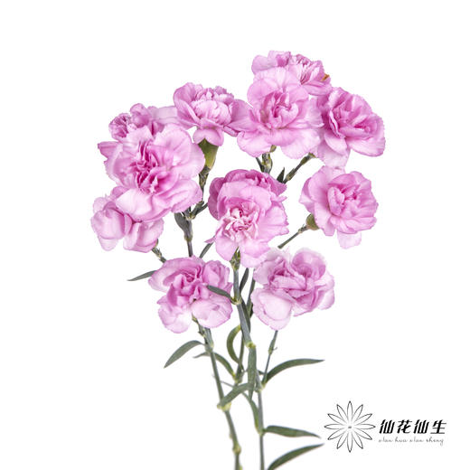 多头康乃馨 | 扬州梦 商品图5