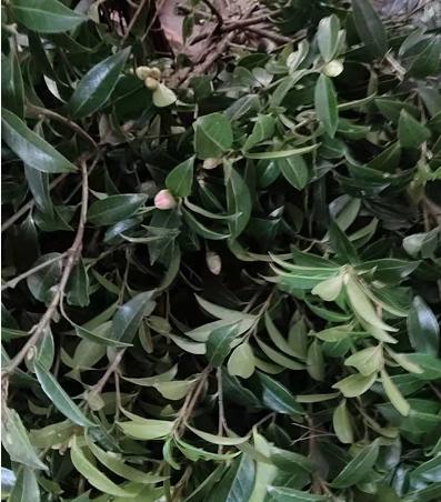 叶材 | 山茶花叶 商品图0