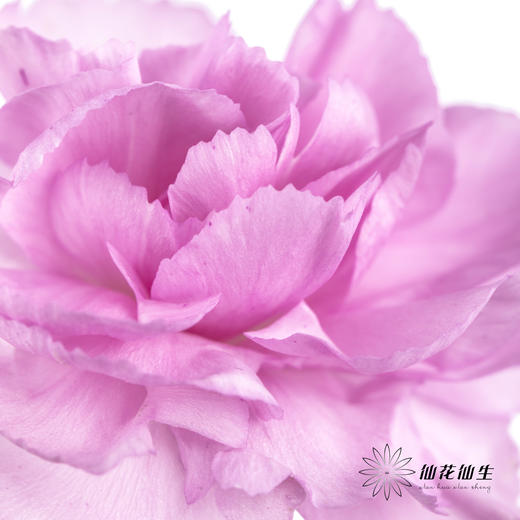 多头康乃馨 | 扬州梦 商品图2