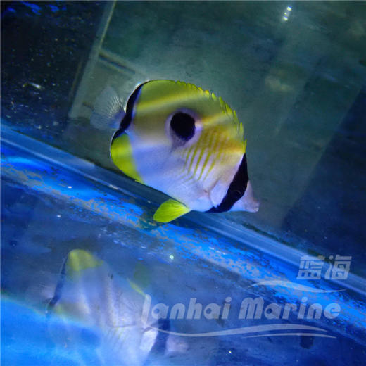 日食蝶 商品图2