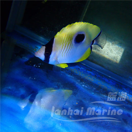 日食蝶 商品图4