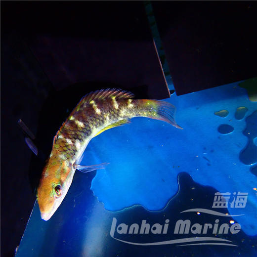 安邦龙 商品图2