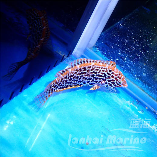 豹纹龙 商品图3