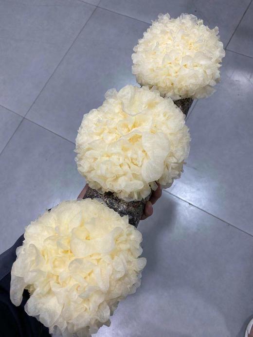 周日取货：【鲜银耳】淡淡清香，叶片肥厚，软糯爽口，汤汁稠密！ 商品图0