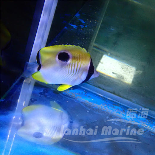 日食蝶 商品图1