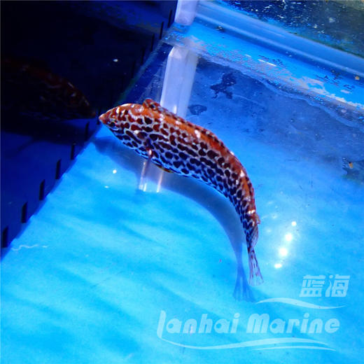 豹纹龙 商品图5