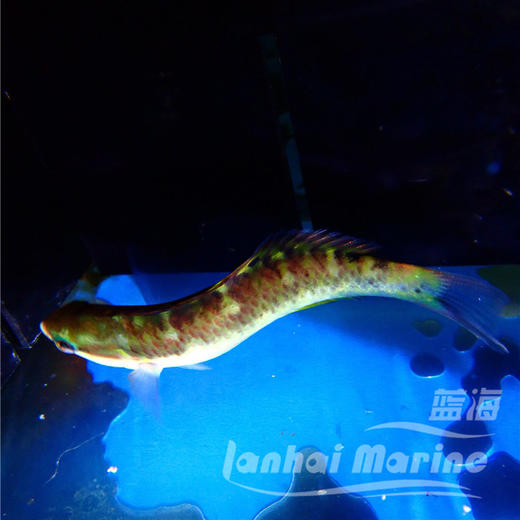 安邦龙 商品图5