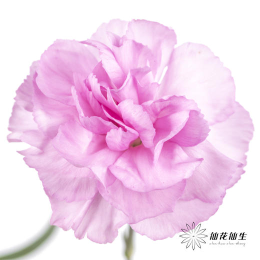 多头康乃馨 | 扬州梦 商品图1