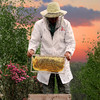 精选 | 山花土蜂蜜  便携独立小包装  432克（12克*36） 商品缩略图0