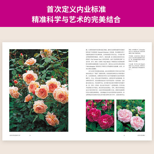 紫图生活美学系列：大卫·奥斯汀 迷人的英国玫瑰 商品图4