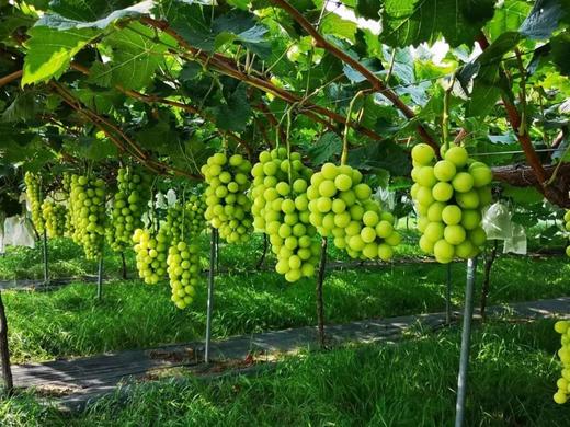 阳光玫瑰葡萄（750g/份） 商品图2