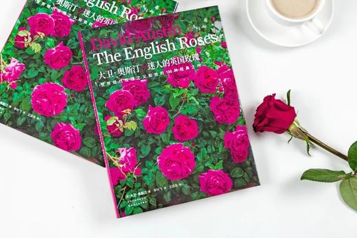 紫图生活美学系列：大卫·奥斯汀 迷人的英国玫瑰 商品图0