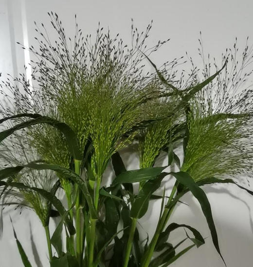 喷泉草 商品图2