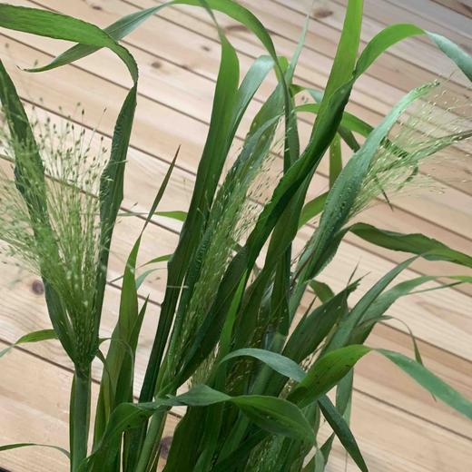 喷泉草 商品图3