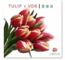 郁金香爱丽丝，