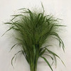 喷泉草 商品缩略图1